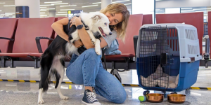 Pets across borders: Understanding international pet adoption and travel 
